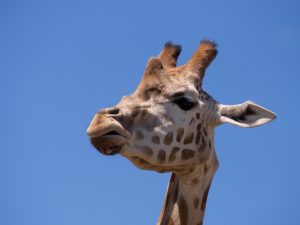 Hodet til en giraff